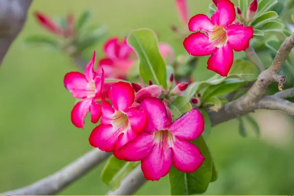 Significado da Rosa-do-Deserto