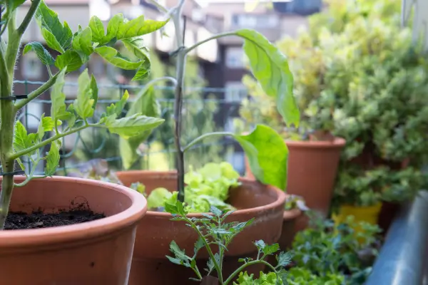 Como montar uma horta em casa mesmo com pouco espaço