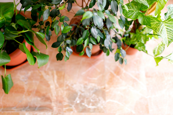 plantas que purificam o ar