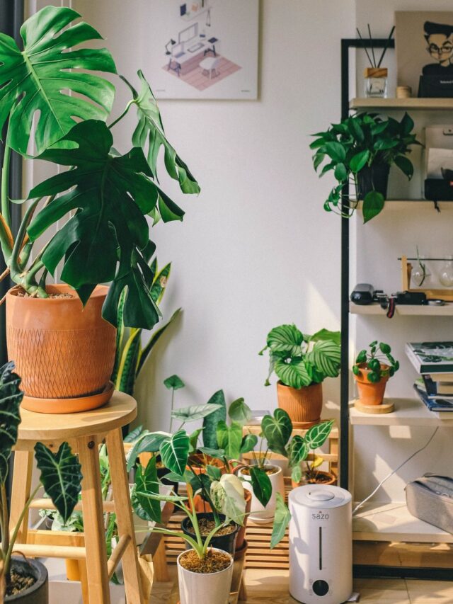 5 Plantas que Purificam o Ar em Casa
