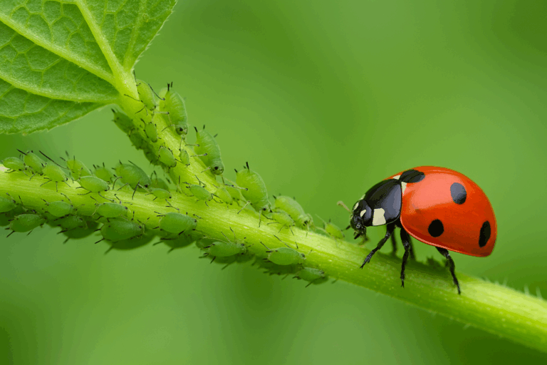 como acabar com pulgões naturalmente