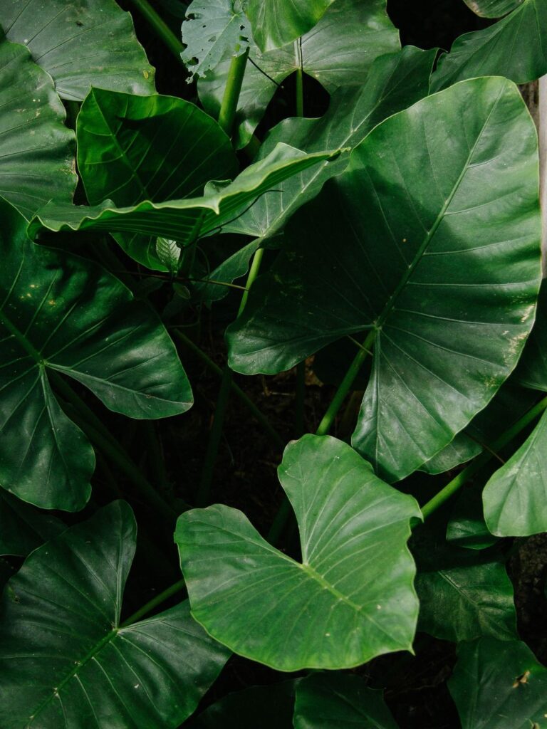 10 Plantas que Purificam o Ar e São Fáceis de Cuidar